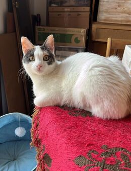 Poppy aus dem Tierschutz - Grevenbroich