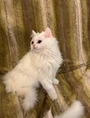 3 süße britisch Langhaarkitten suchen zuhause! in 80331