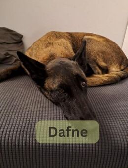 DAFNE, w., kastr., Malinois, 65 cm - Sipplingen