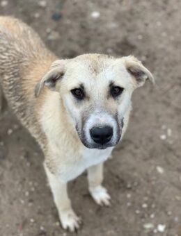 Fine - zuckersüße Jungspündin - Beckingen