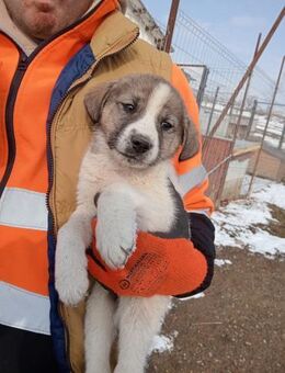 Venjamin, süßer Plüschbär - Steinhagen (Nordrhein-Westfalen)