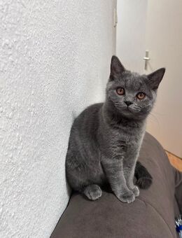 Britisch Kurzhaar Kitten – verspielt & stubenrein – Abgabe in Dortmund - Dortmund