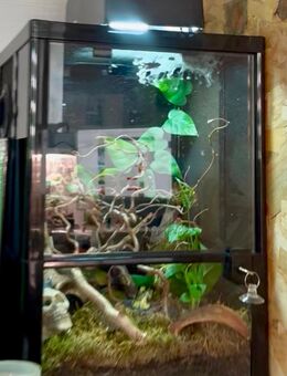Caribena Versicolor mit Terrarium - Werdau Zentrum
