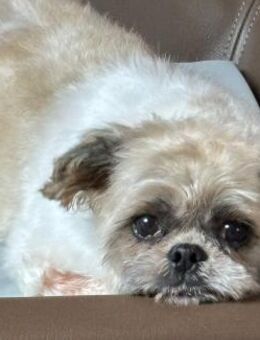 Diana° in 66740 Saarlouis - Wolfhagen