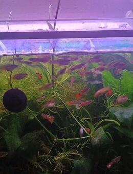Guppy - Bayreuth