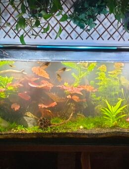 Aquarium/ Terrarium 1,80m zu verschenken - Düsseldorf