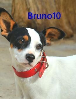 Bruno10- verschmuster Hundebub 02/25 ESP - Ruppertsecken