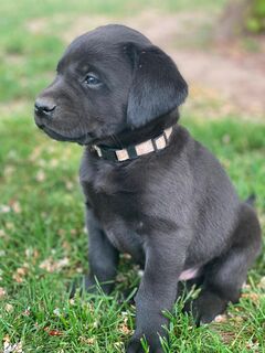 Reinrassige, schwarze Labrador-Welpen von der Mecklenburger Seenplatte