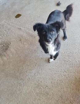 Freundliche, liebe Negri sucht Familie - Leonberg (Baden-Württemberg)