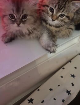 BLH und BKH Kitten - Berlin