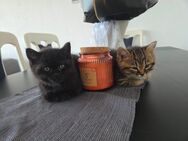 BKH Kitten - Remseck (Neckar)