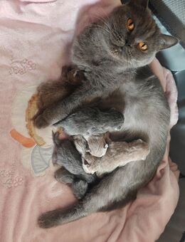 BKH BRITISCH kurzhaar Kitten 🥰 - Gera