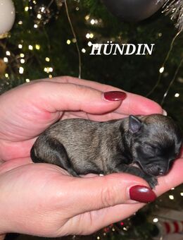 Chihuahua reinrassig LH - Verl