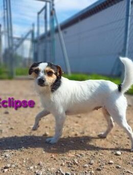 Eclipse - kleine Zaubermaus 04/22 ESP - Ruppertsecken