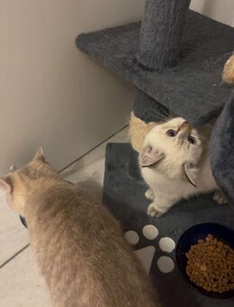 Britisch Kurzhaar Katze + Kitte - Großbottwar