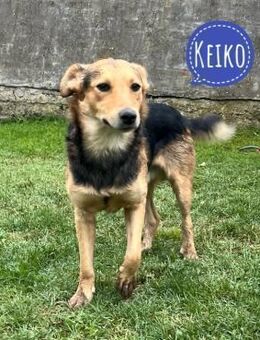 Keiko ein sehr freundlicher Rüde - Flörsheim-Dalsheim