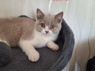 BKH Reinrassige Kitten Abgabe bereit. - Lippstadt