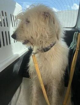 Charly - ein großer Wuschelbär - Bergkirchen