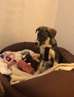 Hündin Lilly - Dortmund Deipenbeck