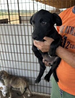 Kuschel Familie für Aron gesucht - Bissingen