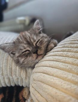 5 wünderschöne kitten reinrässige BKH - Gelsenkirchen
