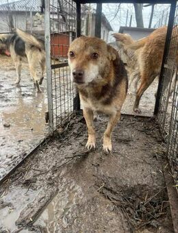 Ludmila die ältere Schäfermix Hündin - Rambin