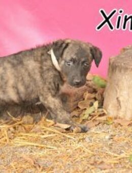 Ximena stellt sich jetzt vor🎉 - Essingen (Rheinland-Pfalz)