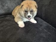 Akita Inu 3 süße Welpen Reinrassig - Bad Fallingbostel