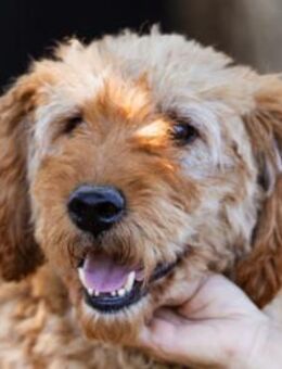 OldBoy GOGO🩵vital, treu & verschmust - Hamburg