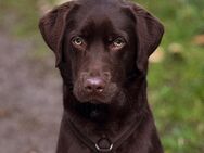 Labrador Retriever - Gelsenkirchen Bismarck