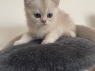 BKH Kitten - Kippenheim