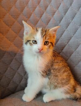 Kitten Katzenbabys Katzenkinder männlich Kater weiß getigert - Straubing