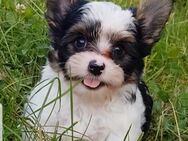 Yorkshire Terrier - Wiesbaden