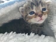 Babykatze Kitten Plus Kostenlose Betreuung für sie - Nürnberg