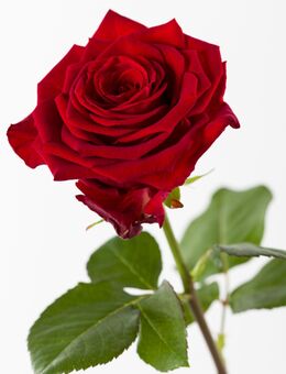 Bin auf der Suche nach eine nette Frau. - Wetzlar