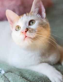 Spring 🐱 Der Schmusekater - Kirchheim (München)