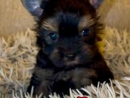 Yorkshire Terrier Welpen mit Ahnentafel - Herschweiler-Pettersheim