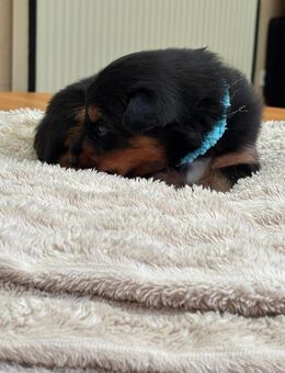 Australien Shepherd x Altdeutscher Hütehund Welpen - Recklinghausen