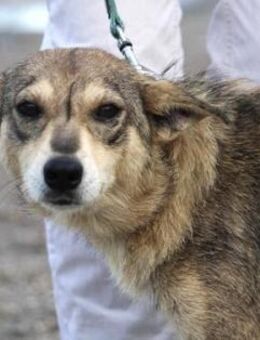 Mya (45 cm) besteht nur aus Sanftmut! - Karben