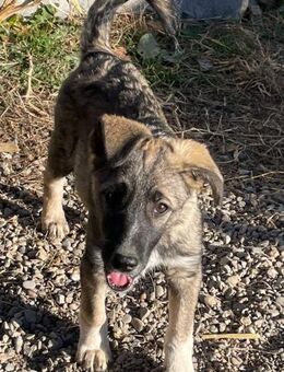 Zarah, komm unter meine Decke - Steinhagen (Nordrhein-Westfalen)