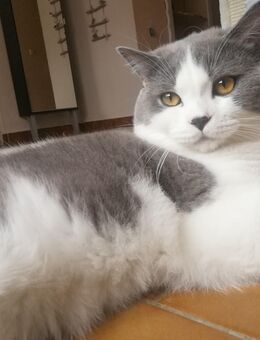 BKH, Britisch Kurzhaar, Kater, Bicolor, Blue White, reinrassig - Wernigerode