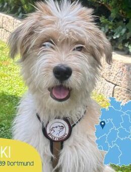 Freundlicher Loki sucht seine Familie - Tarmstedt