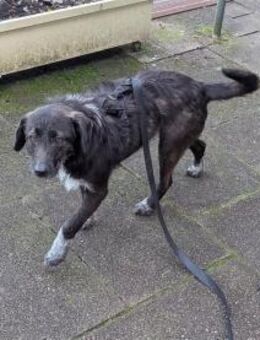 Livy - wartet in 76227 Karlsruhe - Oberwies