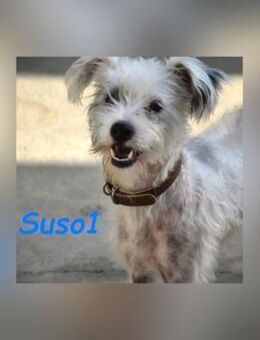 Suso1 liebe für immer 10/22 - Ruppertsecken