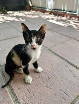 Ella aus dem Tierschutz - Grevenbroich