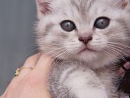 Ein ideales 7 Wochen altes Baby (Britisch Kurzhaar)Kätzchen ,zur Verkaufen ( Familienfreundlich) - Ebhausen