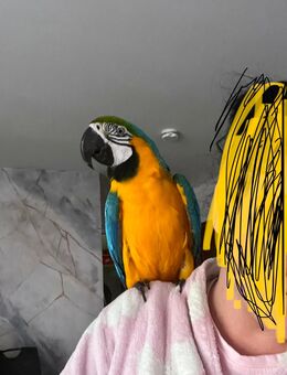 Verkaufe mein Gelbbrustara - Odenthal