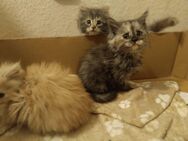 Maine Coon kitten - Bergheim (Nordrhein-Westfalen)