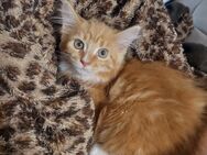 Maine Coon XXL Kitten - Elsdorf (Nordrhein-Westfalen)