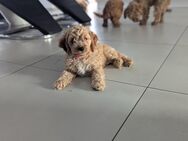 Cockapoo Welpen - Liebenburg